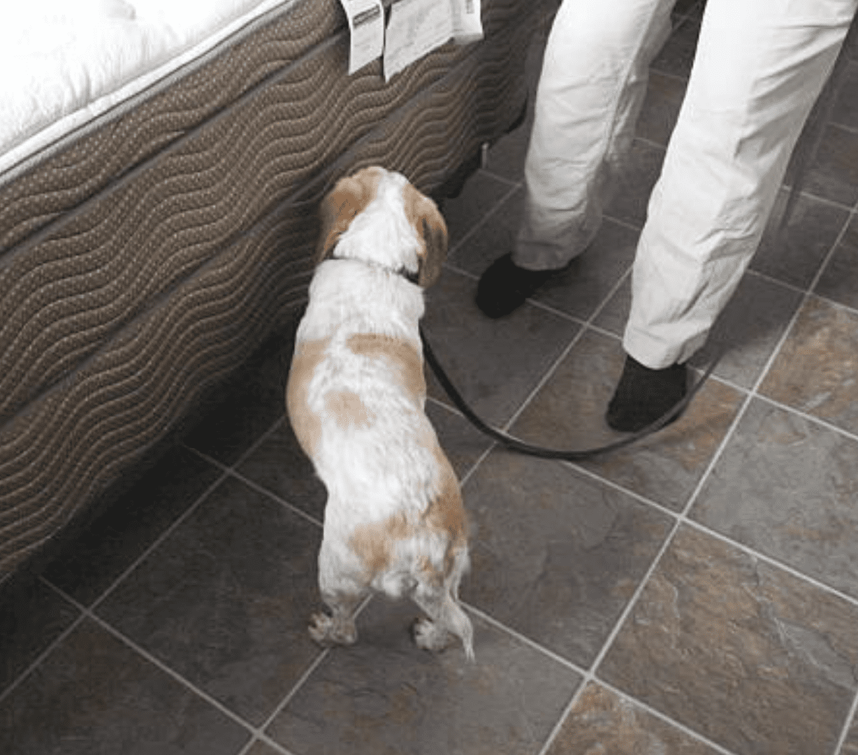 Bed Bug Dog Detection in NYC